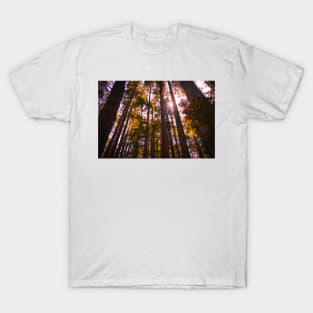 Looking up through redwood trees T-Shirt